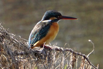 Common Kingfisher 江津湖 Tue, 2/14/2023