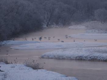 タンチョウ 音羽橋 2023年2月13日(月)