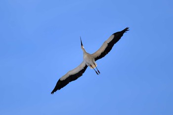 コウノトリ 渡良瀬遊水地 2023年2月15日(水)