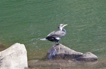 カワウ 前田公園(豊田市御船町) 2023年2月14日(火)