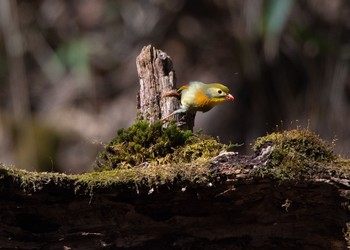 ソウシチョウ 柳沢峠 2018年4月22日(日)