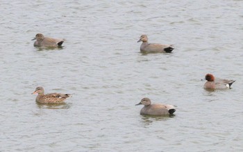 オカヨシガモ 玉越池(常滑市) 2023年2月15日(水)