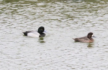 スズガモ 玉越池(常滑市) 2023年2月15日(水)