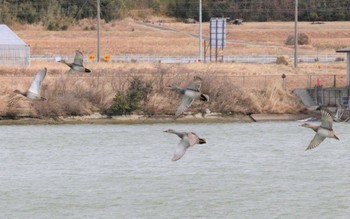 2023年2月15日(水) 玉越池(常滑市)の野鳥観察記録