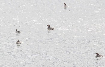 カンムリカイツブリ 前山ダム(常滑市) 2023年2月15日(水)