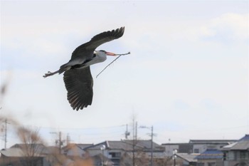 アオサギ 七本木池公園(半田市) 2023年2月15日(水)