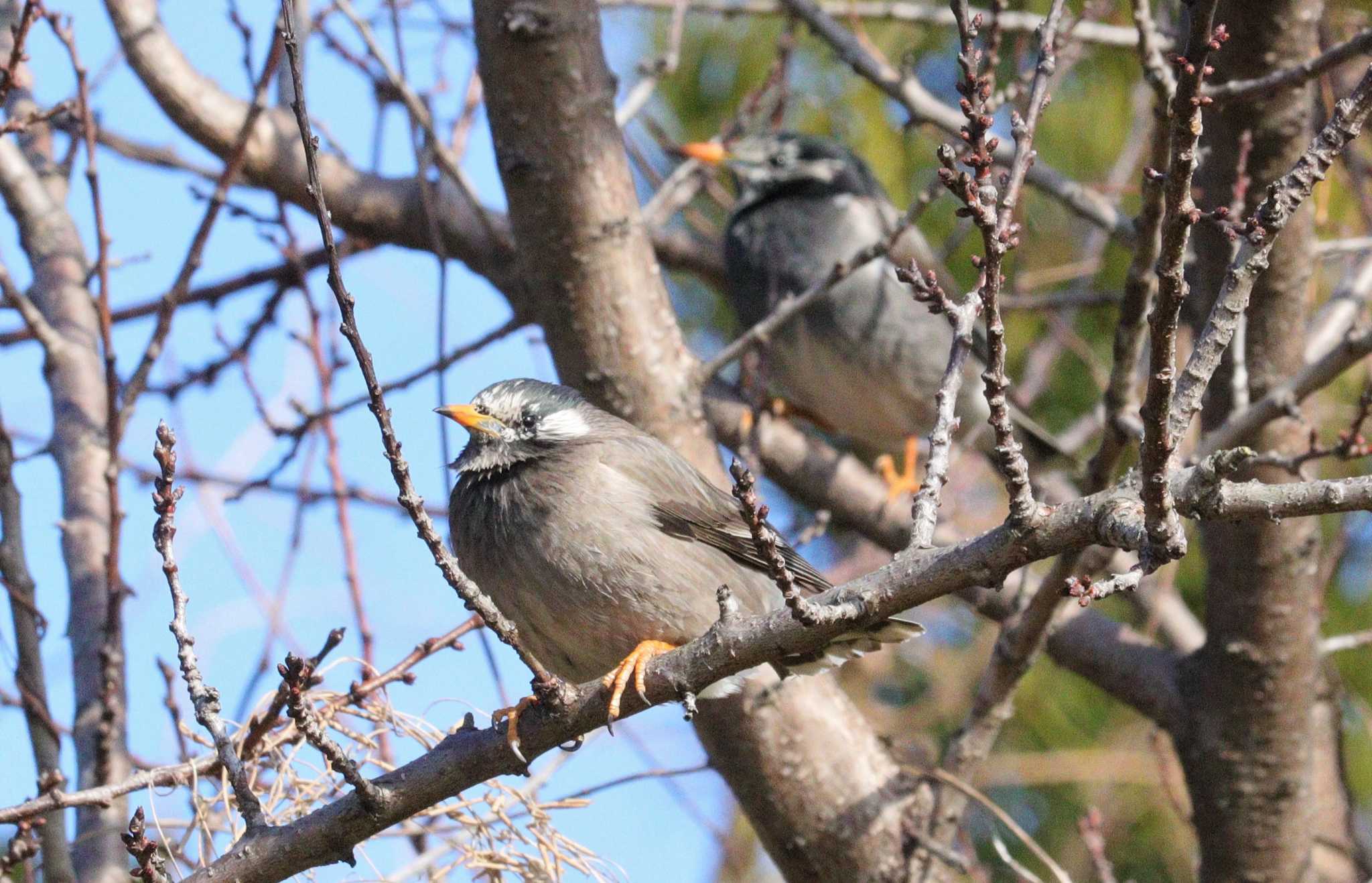 White-cheeked Starling