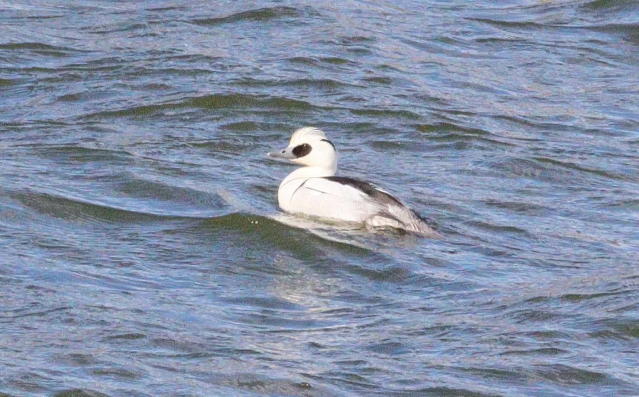 Smew