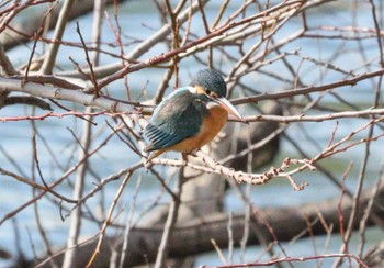 カワセミ 七本木池公園(半田市) 2023年2月15日(水)