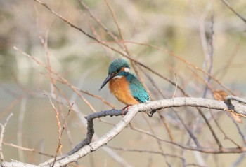 カワセミ 七本木池公園(半田市) 2023年2月15日(水)