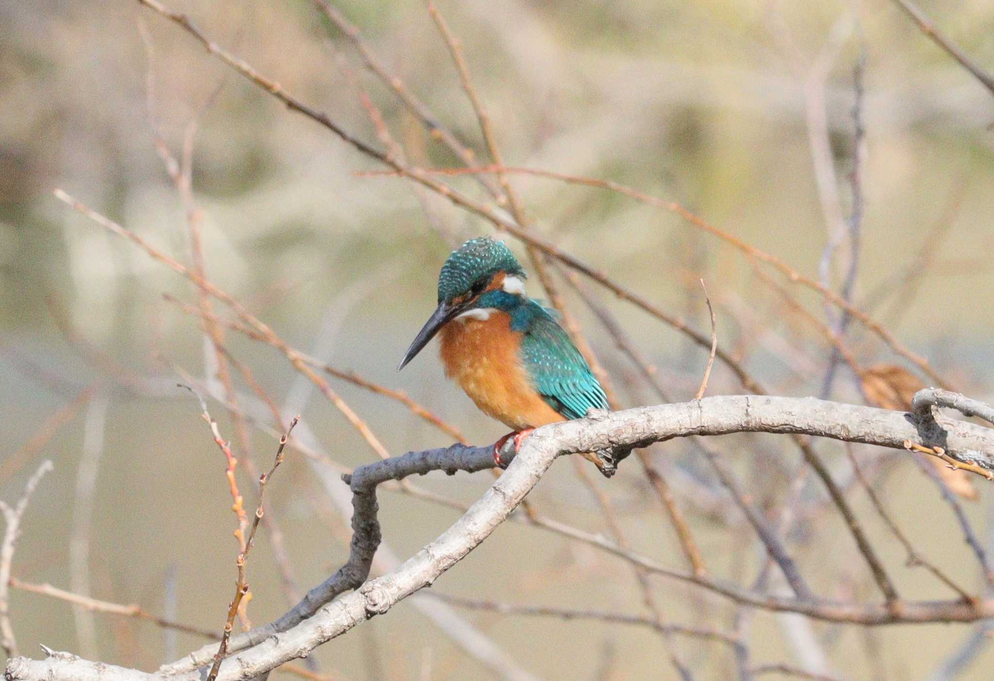 Common Kingfisher