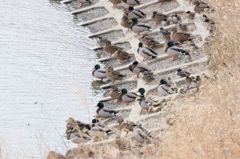 マガモ 前山ダム(常滑市) 2023年2月15日(水)