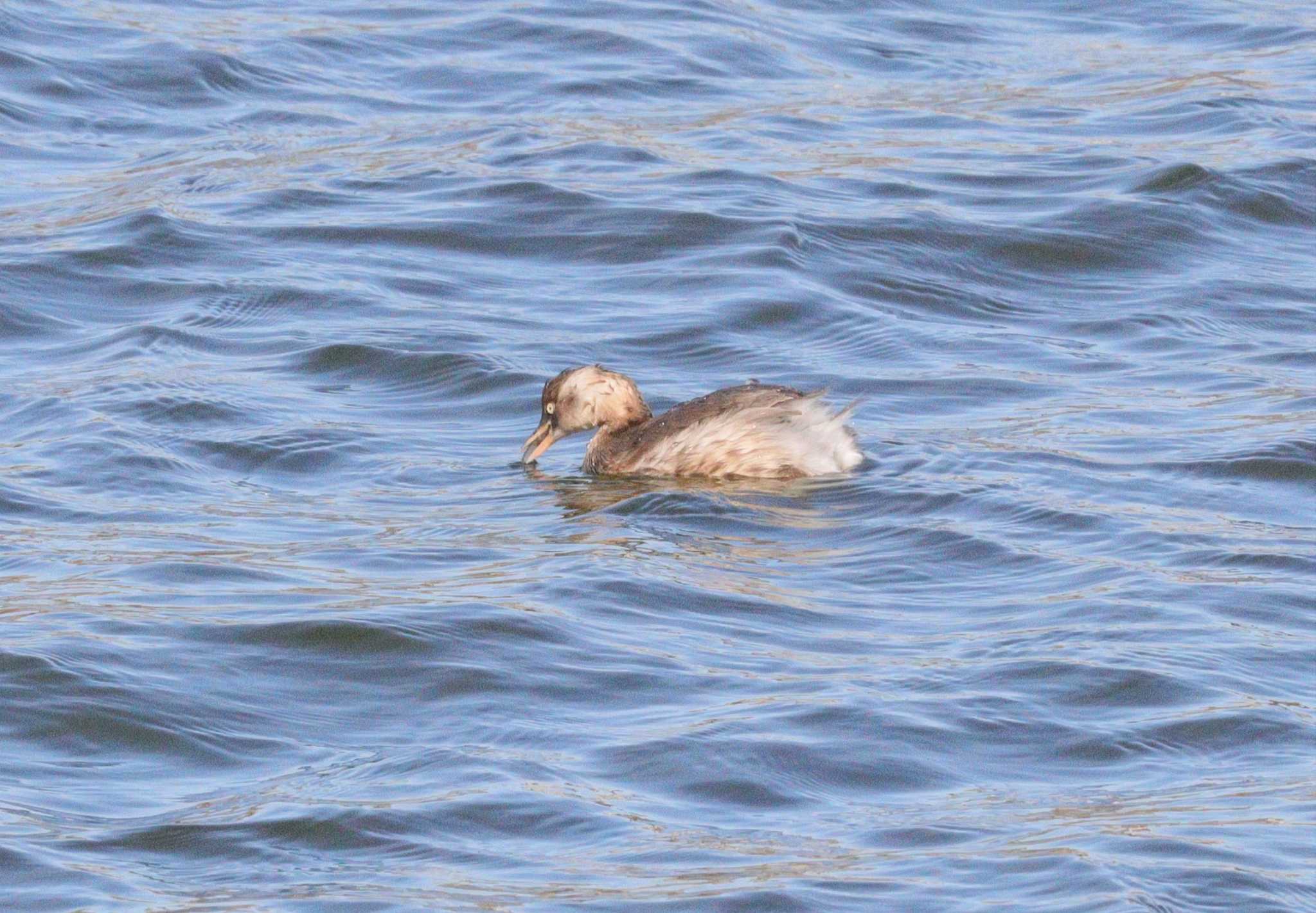 Little Grebe