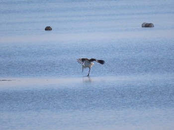 コウノトリ 渡良瀬遊水地 2023年2月5日(日)