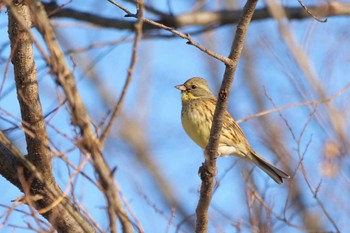 アオジ 秋ヶ瀬公園 2023年2月11日(土)