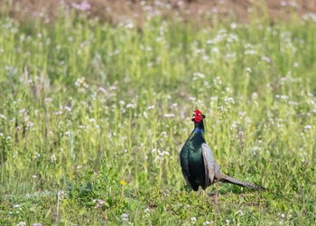 Green Pheasant 新川耕地 Sat, 4/21/2018