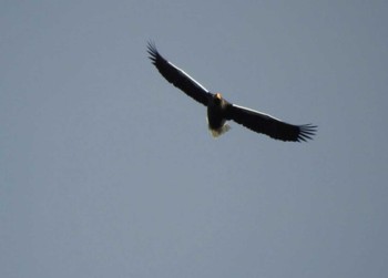 2020年1月1日(水) 湖北野鳥センターの野鳥観察記録
