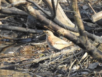 2020年1月13日(月) 祖父江ワイルドネイチャー緑地の野鳥観察記録