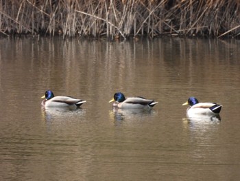 マガモ 東京港野鳥公園 2023年2月15日(水)