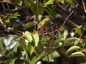 メジロ 東京港野鳥公園 2023年2月15日(水)