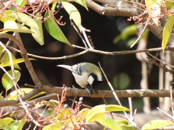 シジュウカラ 東京港野鳥公園 2023年2月15日(水)