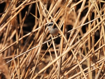 エナガ 東京港野鳥公園 2023年2月15日(水)