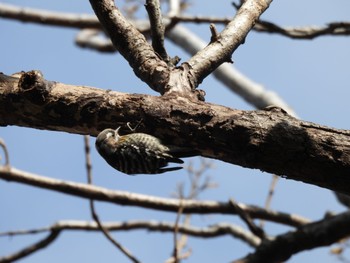 コゲラ 東京港野鳥公園 2023年2月15日(水)