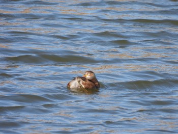 カイツブリ 東京港野鳥公園 2023年2月15日(水)