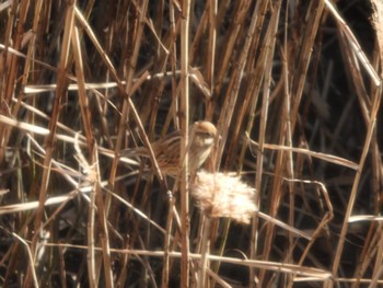 オオジュリン 東京港野鳥公園 2023年2月15日(水)