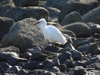 コサギ 東京港野鳥公園 2023年2月15日(水)