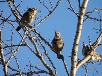 ツグミ 東京港野鳥公園 2023年2月15日(水)