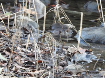 アオジ 東京港野鳥公園 2023年2月15日(水)