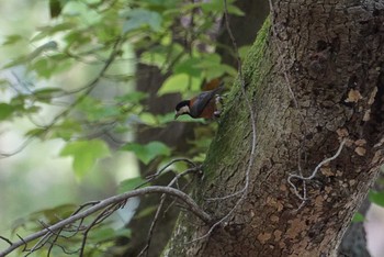 Varied Tit 新神戸 Sat, 4/21/2018