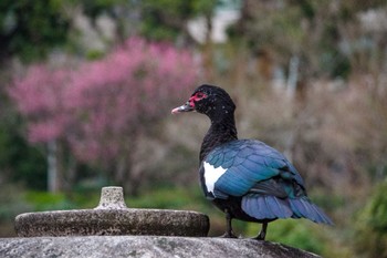 Muscovy Duck 檜町公園(東京ミッドタウン) Mon, 2/13/2023