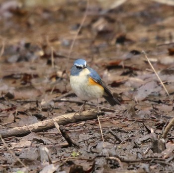 Red-flanked Bluetail 七沢(厚木市) Wed, 2/15/2023