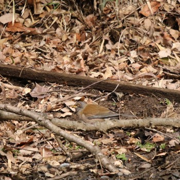 Pale Thrush 七沢(厚木市) Wed, 2/15/2023