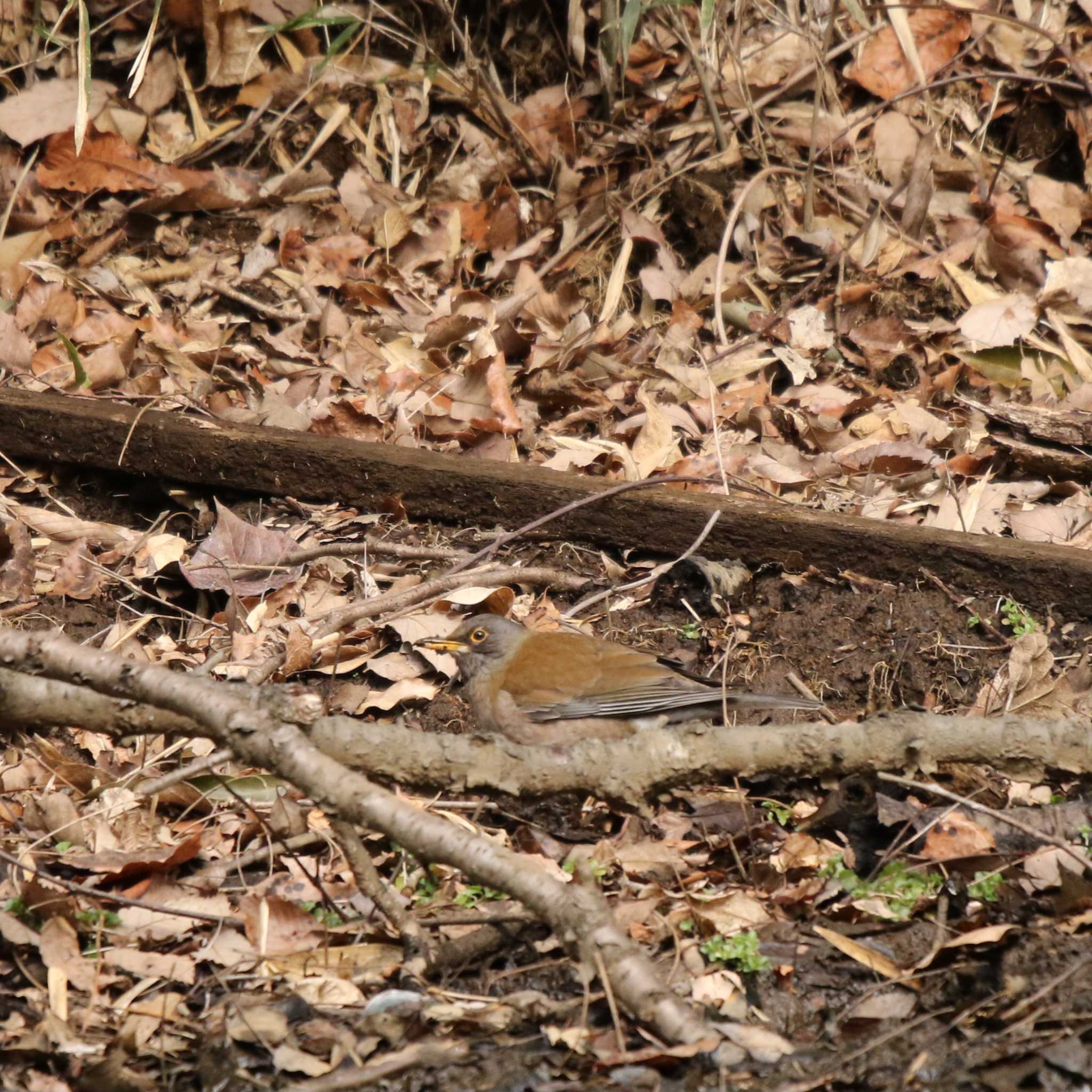 Pale Thrush