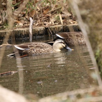 Eastern Spot-billed Duck 七沢(厚木市) Wed, 2/15/2023