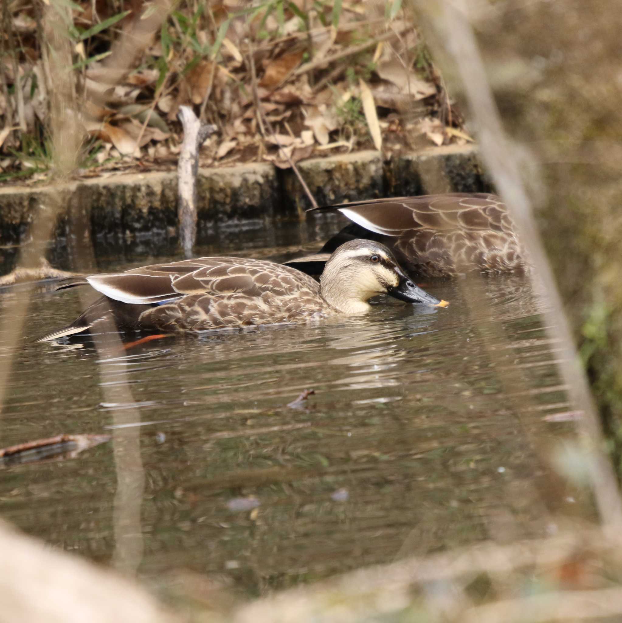 Photo of Eastern Spot-billed Duck at 七沢(厚木市) by Tak4628