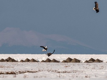 2023年2月13日(月) 春国岱原生野鳥公園(根室)の野鳥観察記録