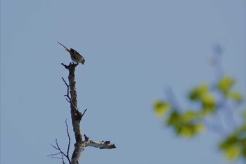 Long-tailed Tit 新神戸 Sat, 4/21/2018