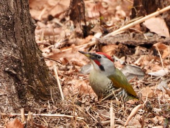 2022年1月28日(金) 舞岡公園の野鳥観察記録