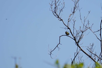 Japanese Tit 新神戸 Sat, 4/21/2018