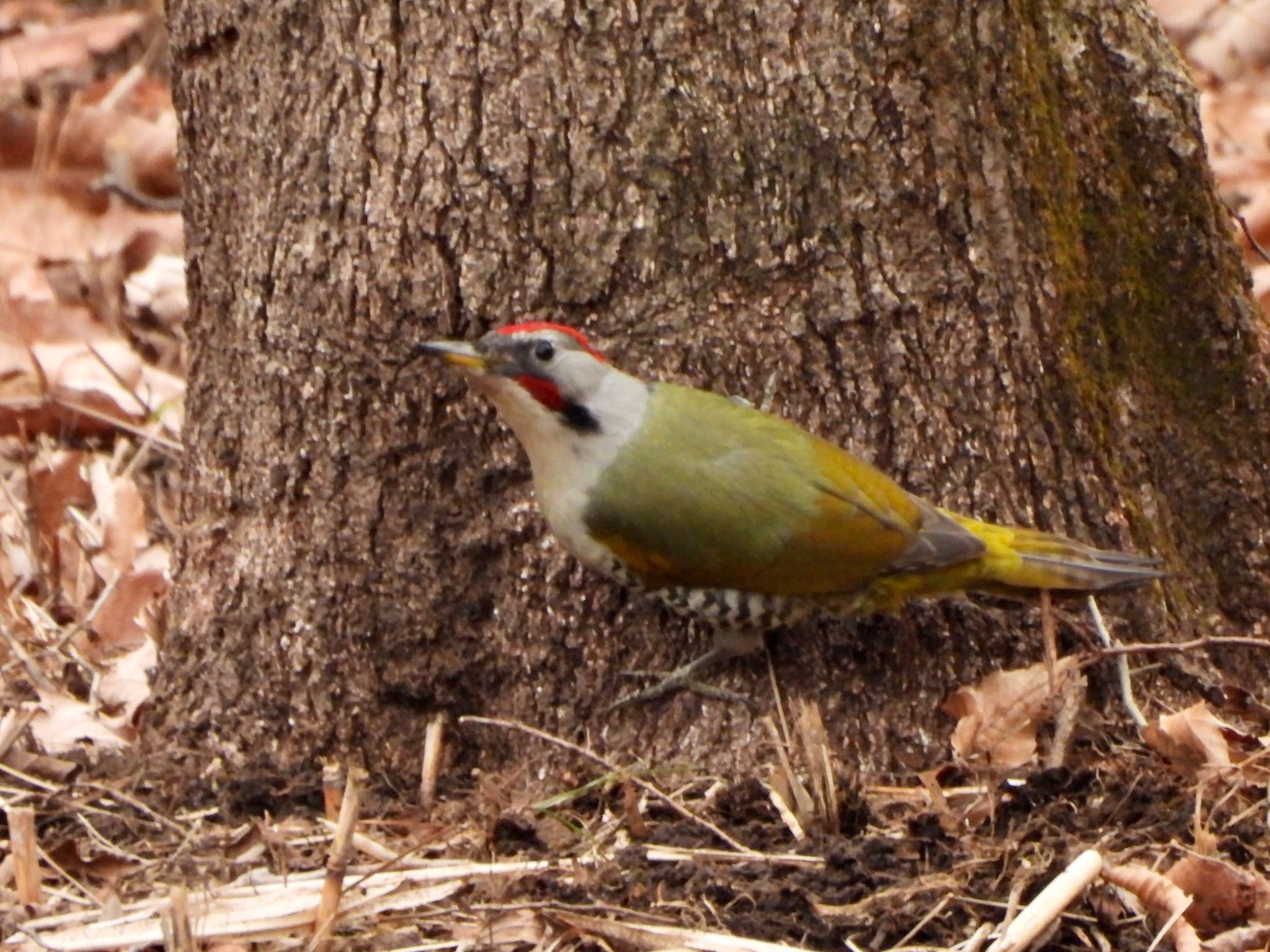 Photo of Japanese Green Woodpecker at Maioka Park by くー