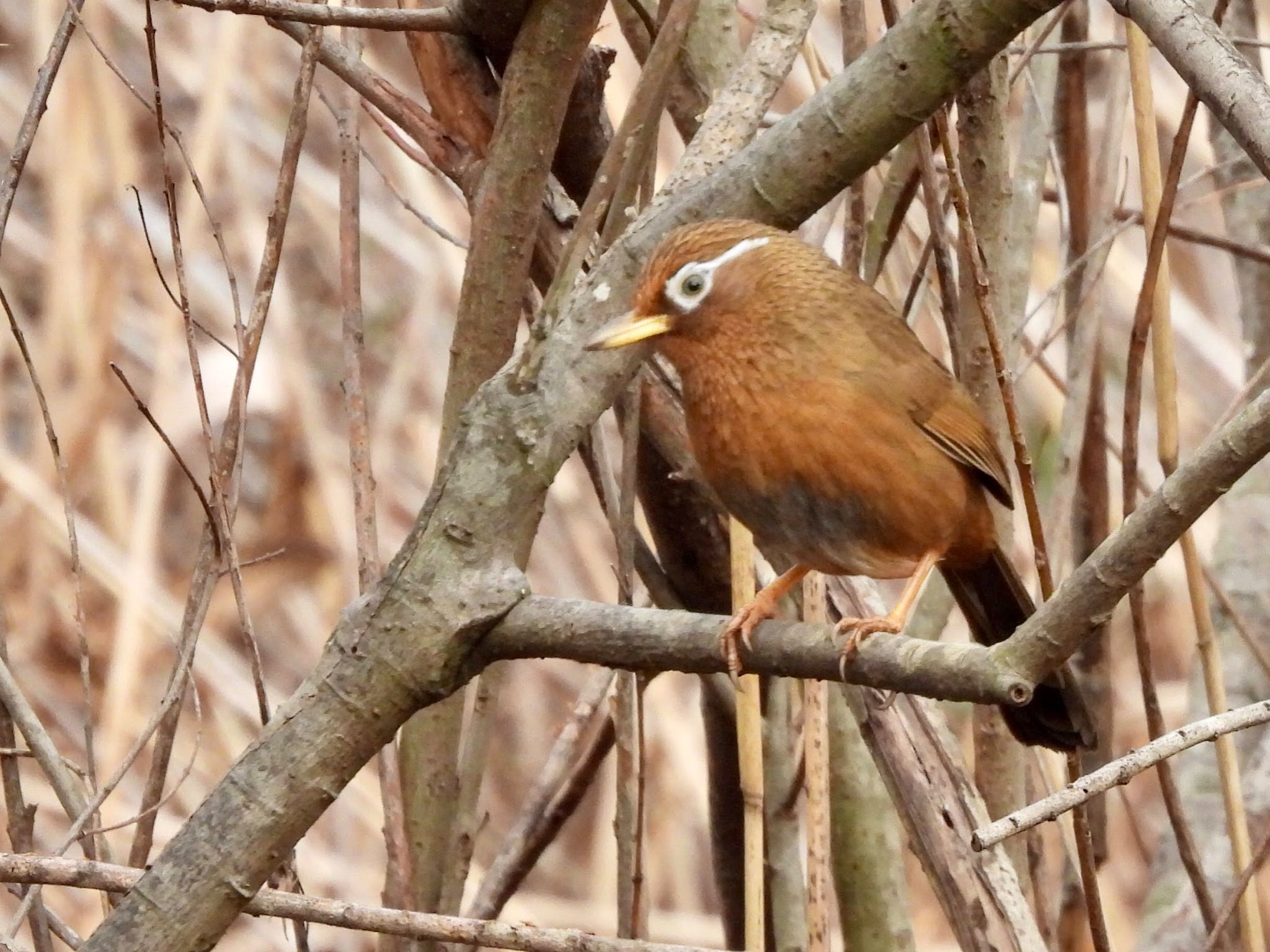 Photo of Chinese Hwamei at Maioka Park by くー