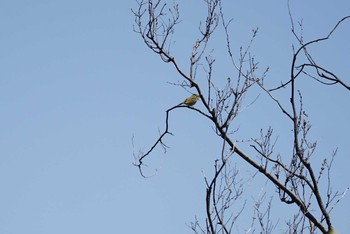 Eastern Crowned Warbler 新神戸 Sat, 4/21/2018