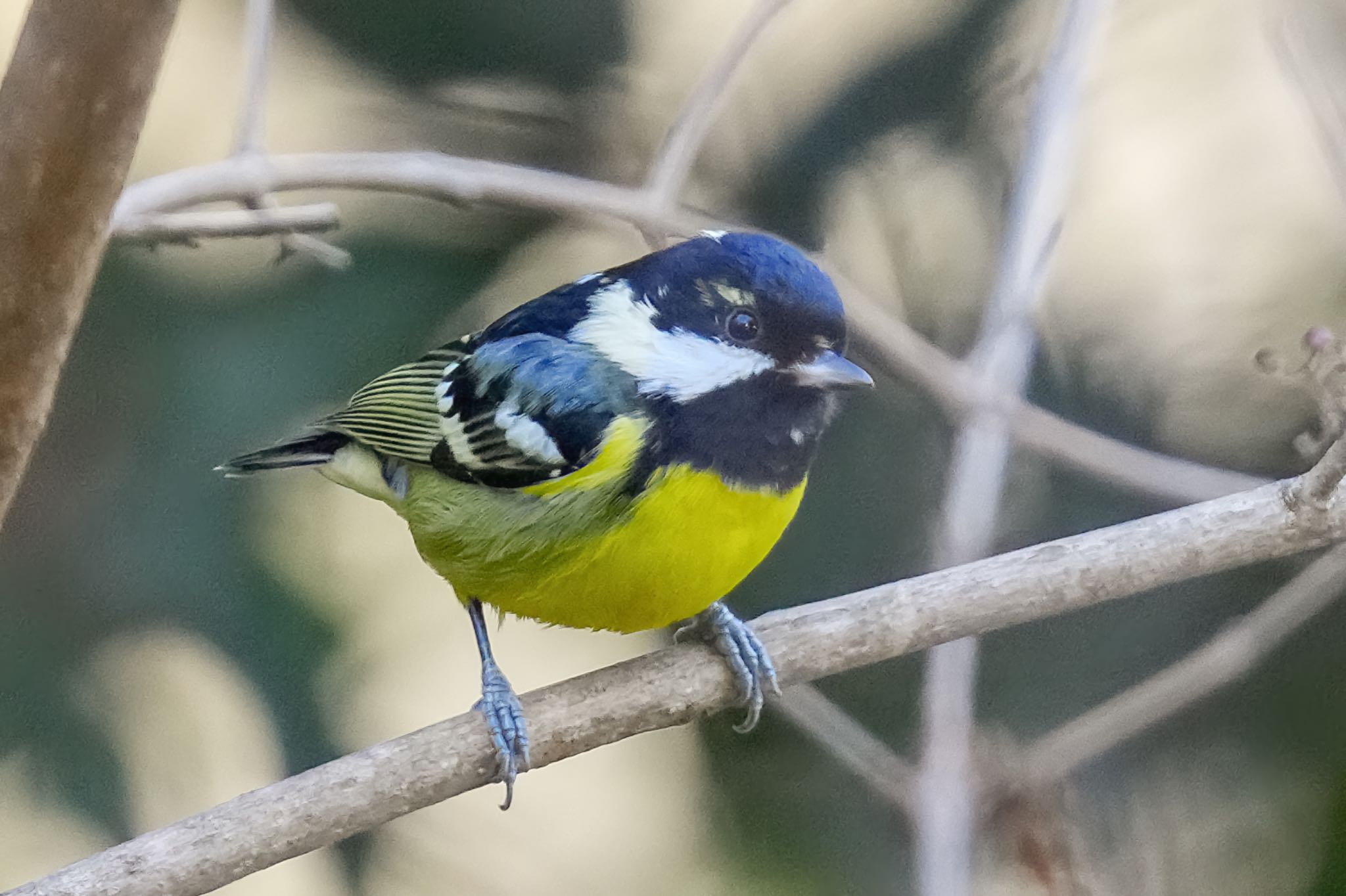 Yellow-bellied Tit