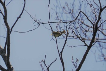 Eastern Crowned Warbler 新神戸 Sat, 4/21/2018