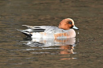 Eurasian Wigeon 古河公方公園 Fri, 11/18/2022