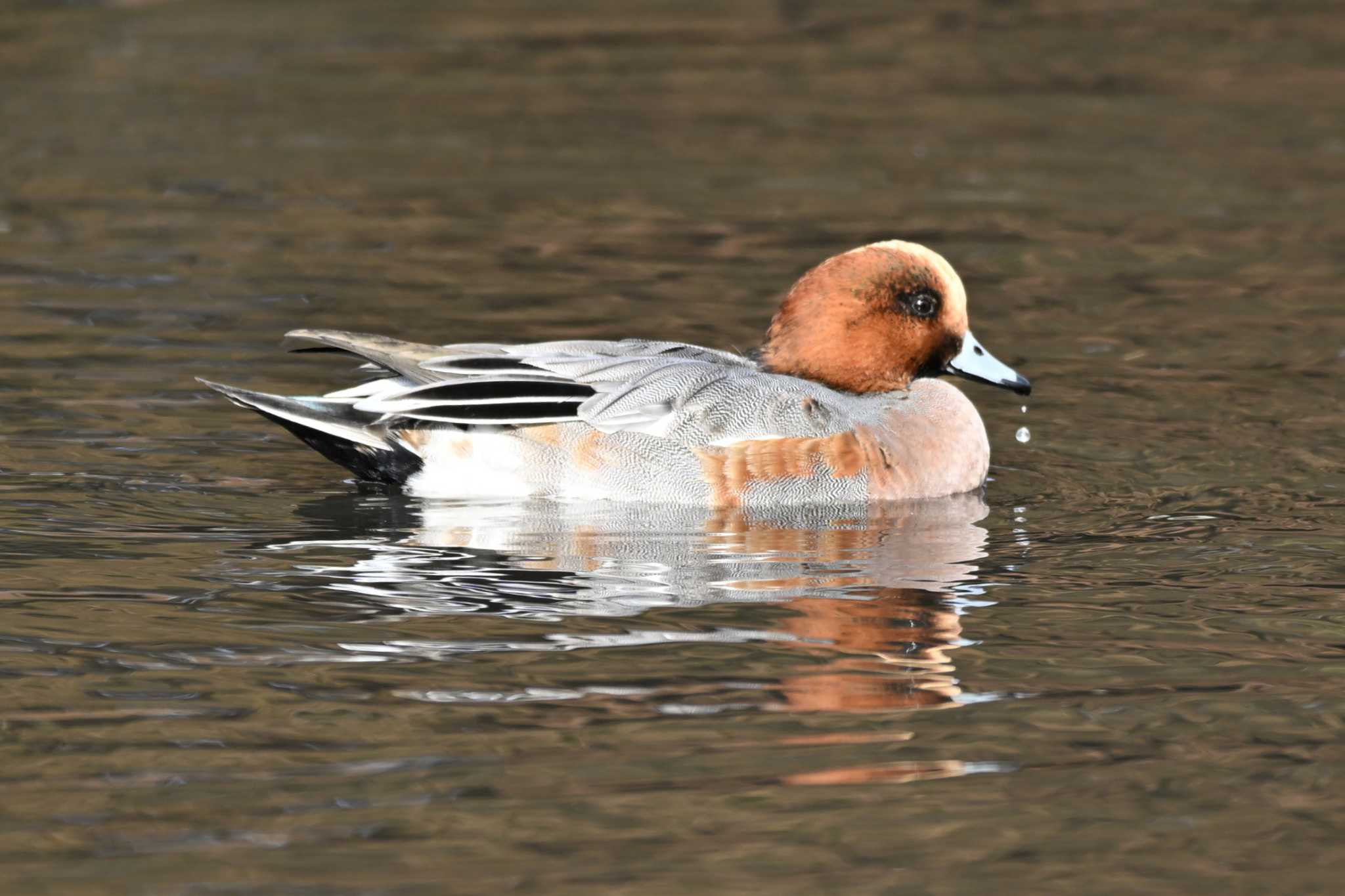 Eurasian Wigeon